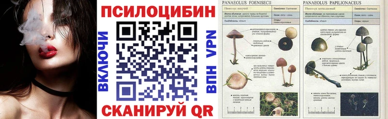 где можно купить наркотик  Анжеро-Судженск  Псилоцибиновые грибы Psilocybine cubensis 